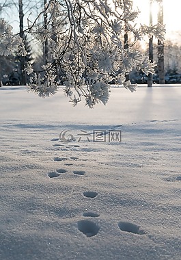 冬天,雪,自然
