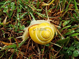 蝸牛,黃色,動(dòng)物