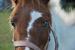 動物,馬,小馬
