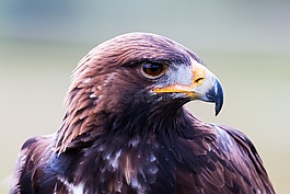金鷹,阿德勒,鳥