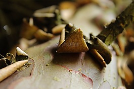 樹干,木材,樹