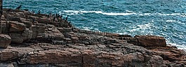 鳥,海,加拿大