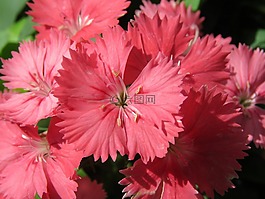 鮮花,粉紅色,花園
