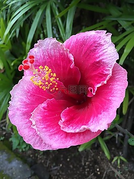 槿,花,植物