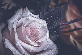 玫瑰,花,濕
