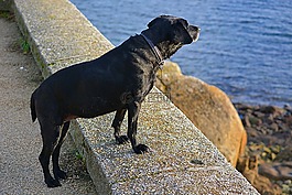 狗,犬,動(dòng)物