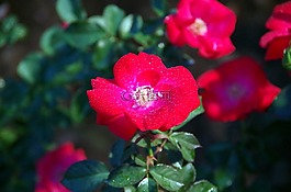 茶花,紅色花朵,鮮花