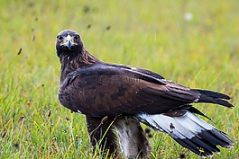 金鷹,阿德勒,鳥