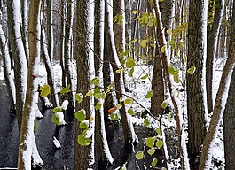 森林,树木,雪