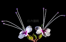 野花,花,開(kāi)花