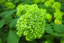 繡球花,芽,關閉