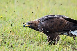金鷹,阿德勒,鳥