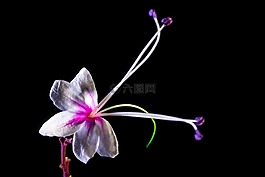 野花,花,開(kāi)花