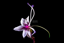 野花,花,開(kāi)花