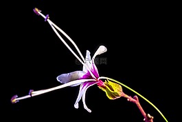 野花,花,開(kāi)花