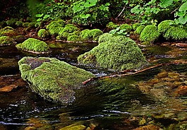 石頭,雜草叢生,河