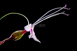 野花,花,開(kāi)花