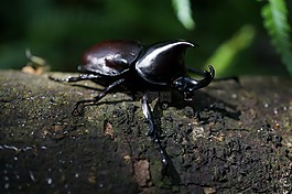 犀牛甲蟲(chóng),錯(cuò)誤,昆蟲(chóng)
