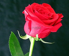 羅莎,花,紅色