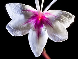 野花,花,開(kāi)花