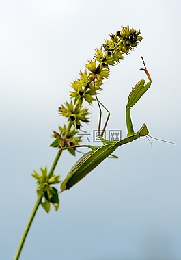 螳螂,昆蟲,宏