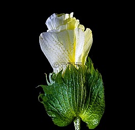 棉花花,開(kāi)花,花