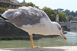 鳥,性質(zhì),水域