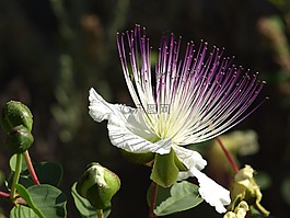 花,跳躍,植物