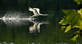 鳥,河流,動物