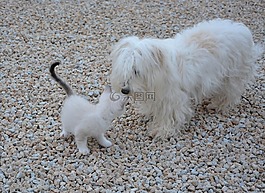 狗小猫,会议,动物