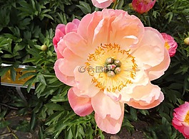 牡丹,鮮花,粉紅色