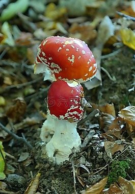 飛木耳,蘑菇,有毒