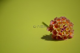 花卉,美味佳肴,详细信息