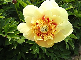 牡丹,鮮花,黃色