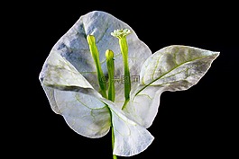 葉子花,開花,花