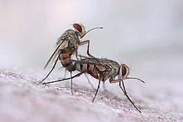 蒼蠅,關(guān)系,特寫