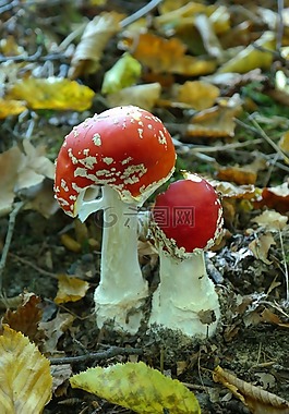 飛木耳,蘑菇,有毒