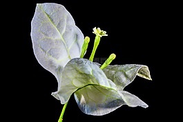 葉子花,開花,花