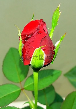 jm上漲,紅色,喀拉拉邦