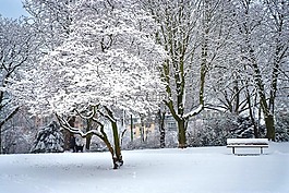 冬天,雪,寒冬