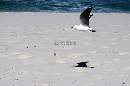 海鷗,飛行,鳥