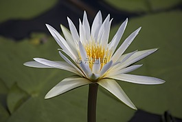 水百合,池,贊比西河