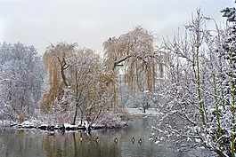 冬天,雪,寒冬