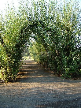 柳大教堂,spreewald,绿色