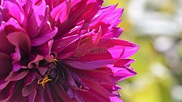 大麗花,花,特寫(xiě)