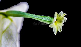 葉子花,開花,花