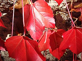 红色,常春藤,鲜花