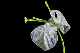 葉子花,開花,花