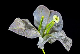 葉子花,開花,花