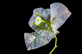 葉子花,開花,花